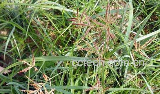 香附子和三棱草的区别 香附子的功效-1