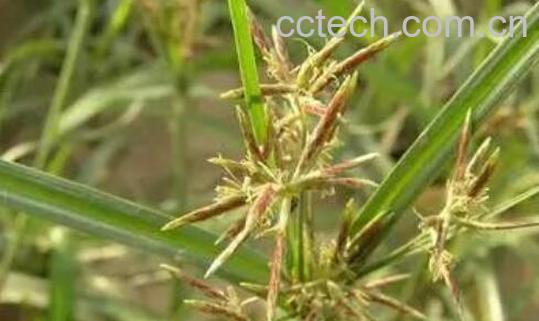 香附子的功效与作用及禁忌-0