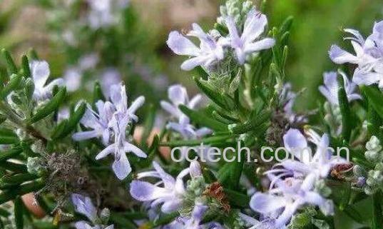 白马边草的功效与作用-0