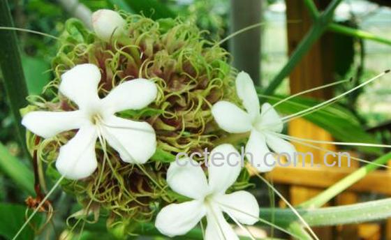 白马边草的功效与作用-1