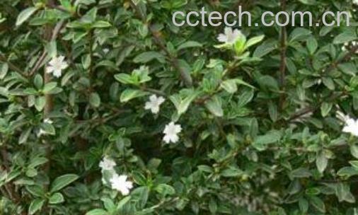 白马骨泡水喝的作用与功效-1