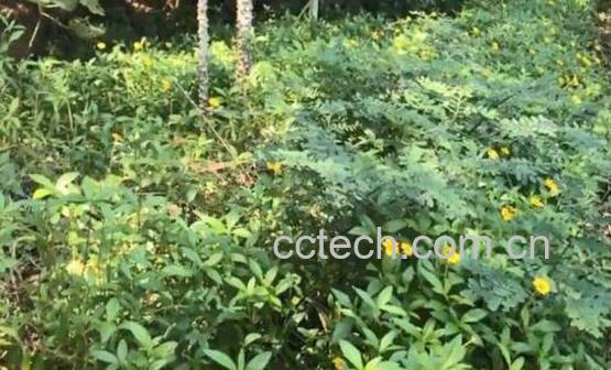 路边金的作用和功效-1