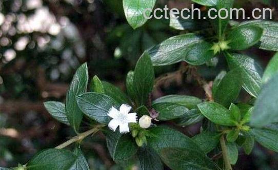 路边G的功效与作用-0