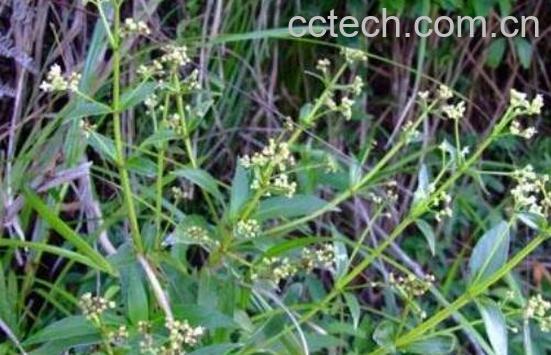 路边金的作用和功效-0