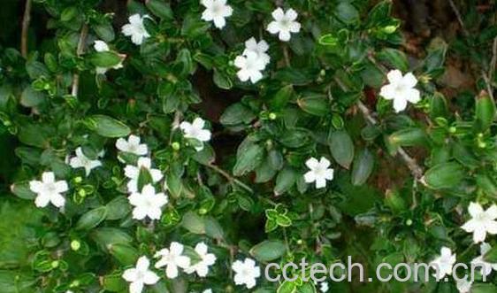 路边G的功效与作用-1