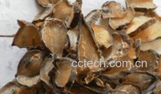 熟附子的功效与作用-1