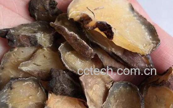 制附子的功效与作用-1