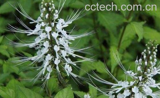 猫须草泡水喝功效与副作用-0