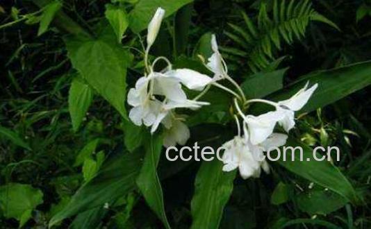 路边姜的功效与作用-0