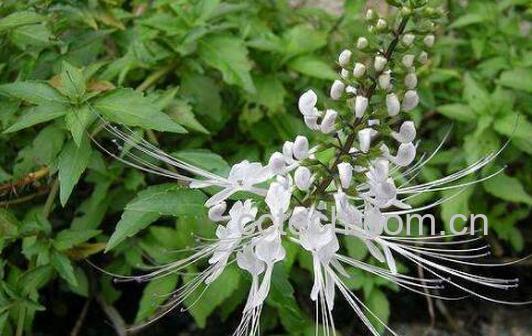 猫须草泡水喝功效与副作用-1