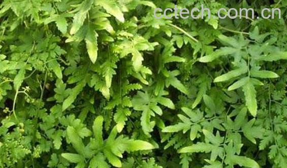 海金沙的功效与作用 海金沙的副作用-0