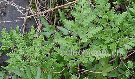 海金沙泡水喝的功效与作用-1