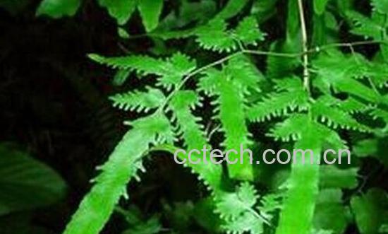 海金沙的功效与作用 海金沙的副作用-1