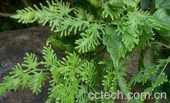 海金沙泡水喝的功效与作用-0