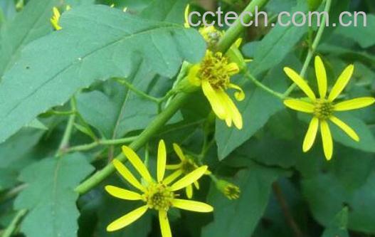 千里光的功效与作用及禁忌-0