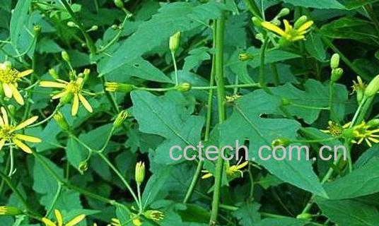 千里光的功效与作用及禁忌-1