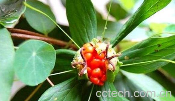 七叶一枝花的功效与作用及副作用-0