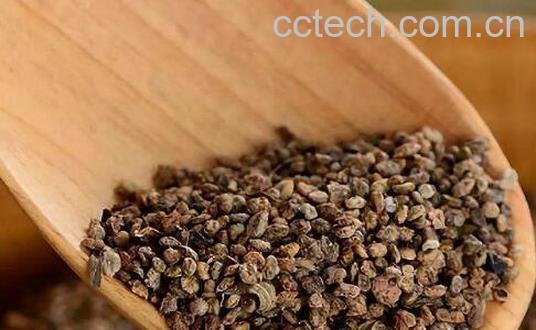 中药地肤子功效与作用及禁忌-0