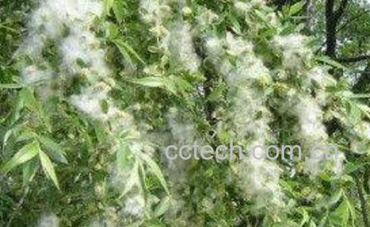 柳絮的功效和作用及禁忌-1