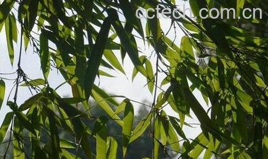 柳树叶对女人有什么好处-0