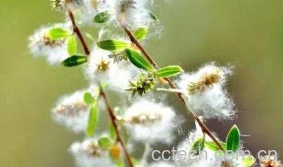柳絮的功效和作用及禁忌-0