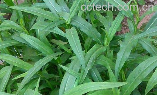 柳树叶对女人有什么好处-1