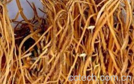 龙胆草泡水喝的正确方法 龙胆草泡水喝的好处-1