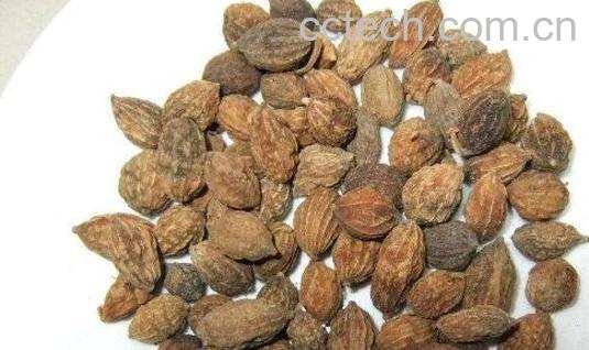 益智有什么功效和作用-1