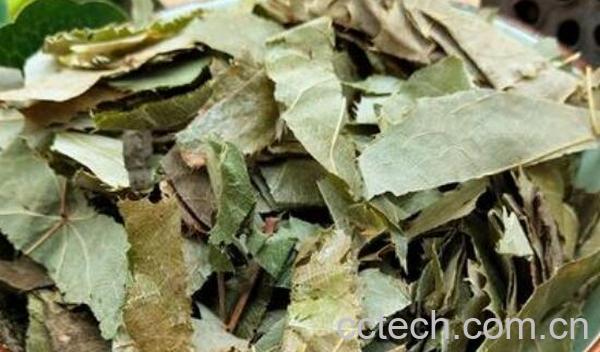 羊霍草的功效与作用-1