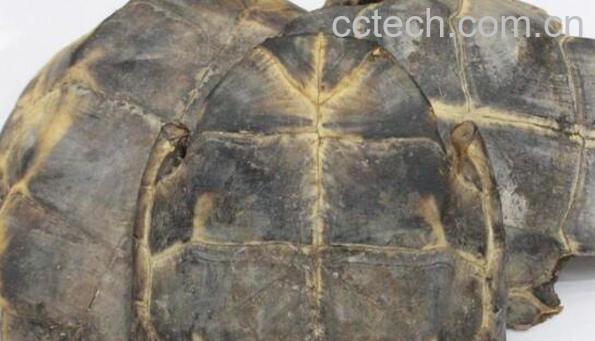 龟板的功效与作用 龟板的副作用与禁忌-0