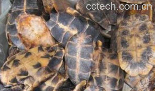 龟板的功效与作用 龟板的副作用与禁忌-1