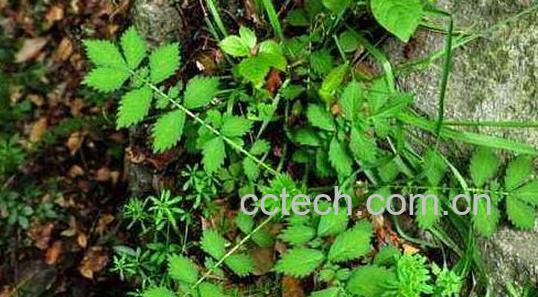 仙鹤草的神奇功效与作用-0