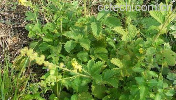 仙鹤草泡水喝的功效与作用-1