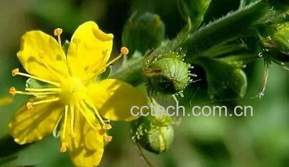 仙鹤草的功效与作用 仙鹤草的副作用好厉害-1