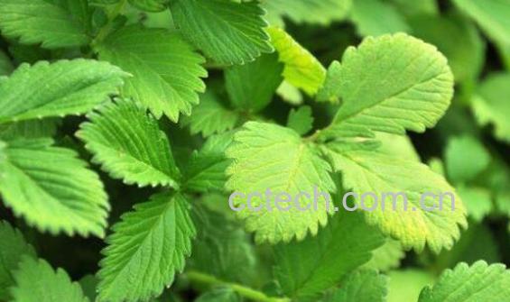 仙鹤草的功效与作用 仙鹤草的副作用好厉害-0