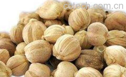 白豆蔻的功效与作用及禁忌-1