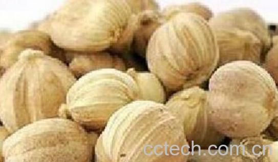 白豆蔻的功效与作用及禁忌-0