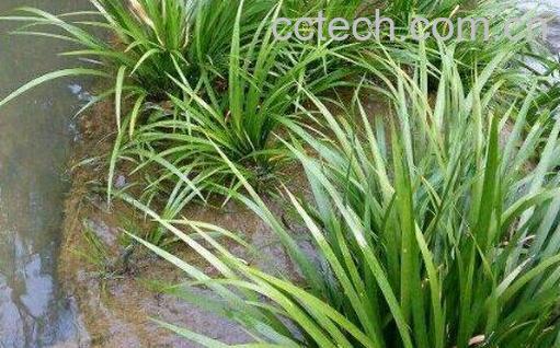 石香蒲草的功效与作用 石香蒲草的药用价值-0