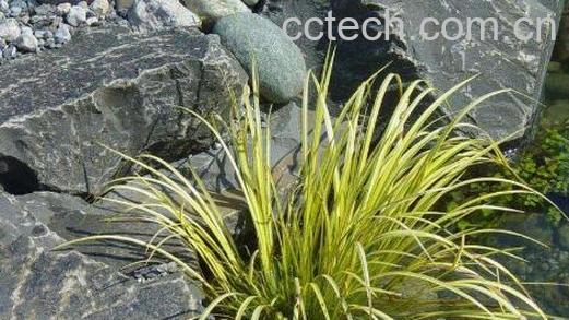 石香蒲草的功效与作用 石香蒲草的药用价值-1