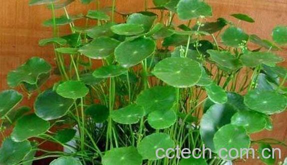 金钱草的功效与作用及副作用-0