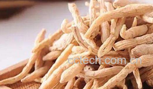 太子参的功效与作用及禁忌-0