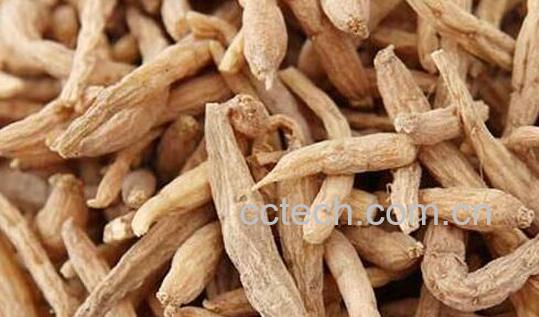 太子参的功效与作用及禁忌-1