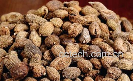 砂仁的功效与作用及禁忌-0