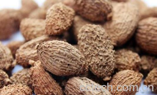 砂仁的功效与作用及禁忌-1