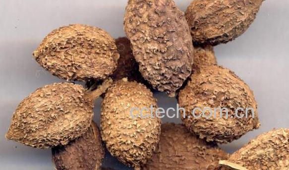 春砂仁的功效与作用及吃法-0