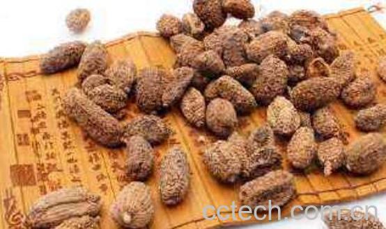 春砂仁的功效与作用及吃法-1