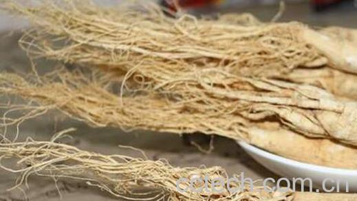 小孩吃白参须的危害-0