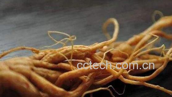 小孩吃白参须的危害-1