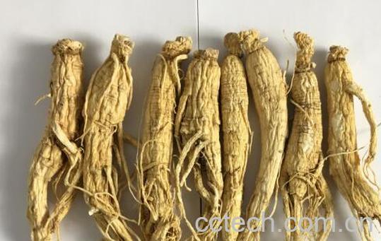 白参怎样制作成红参 白参蒸多久成红参-1