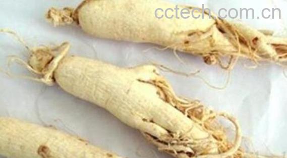 白参和红参的区别-1